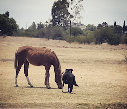 El Zapote Ecological Park photo