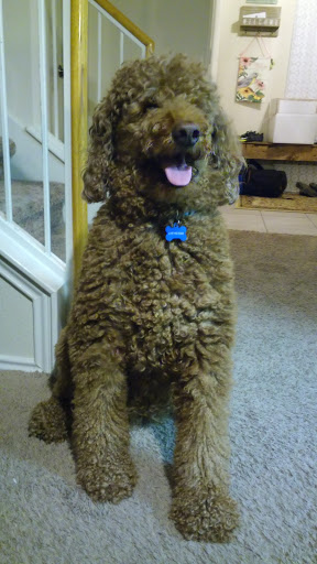 Pet Supply Store «PetSmart», reviews and photos, 1050 McKinley Pl Dr #30, San Marcos, TX 78666, USA