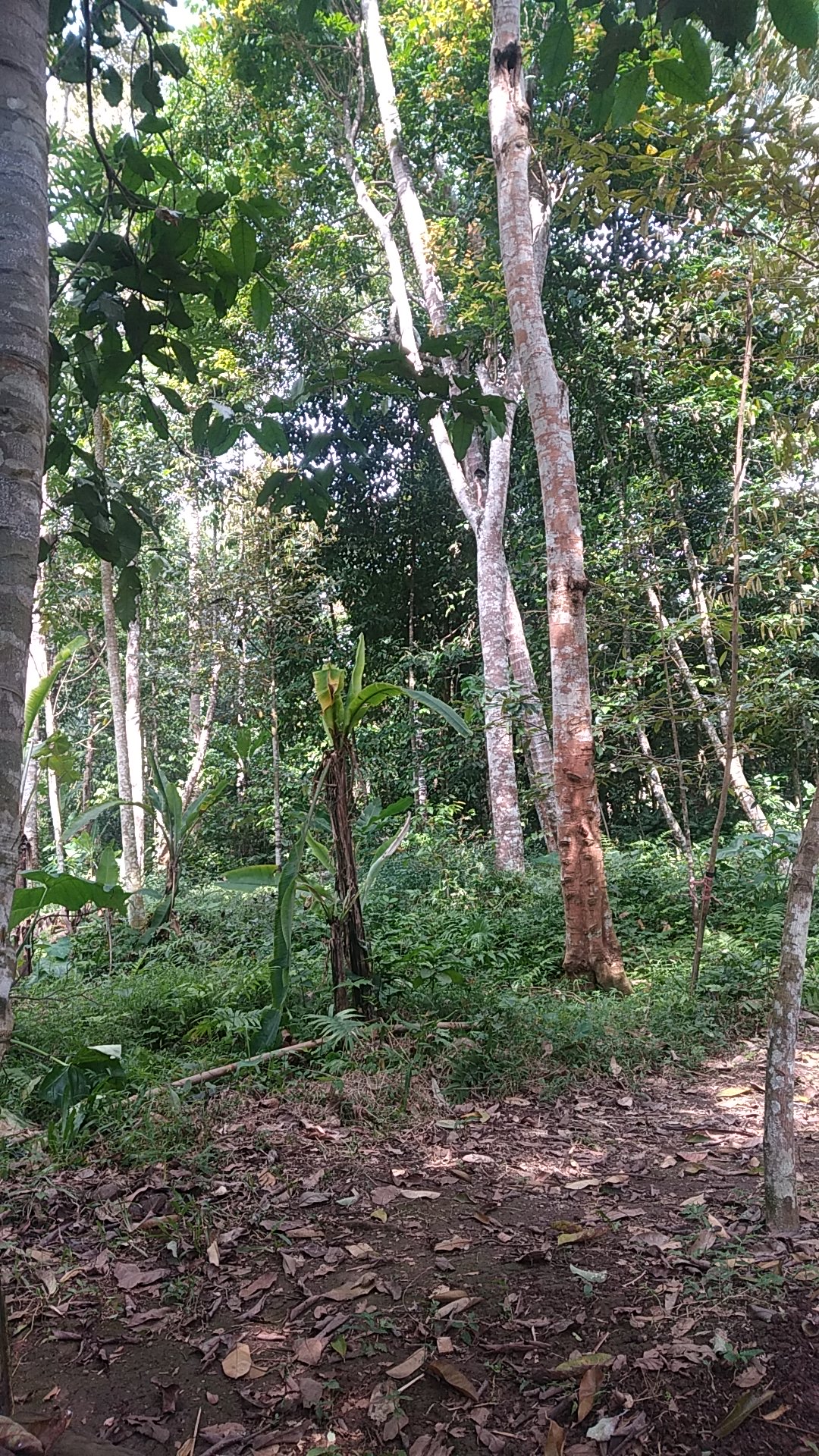 Bukit ci gewok