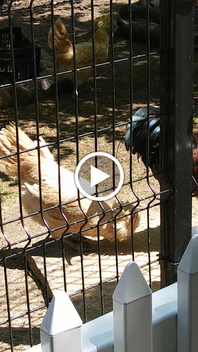Zoo «Farm In The Zoo», reviews and photos, 1911 N Stockton Dr, Chicago, IL 60614, USA