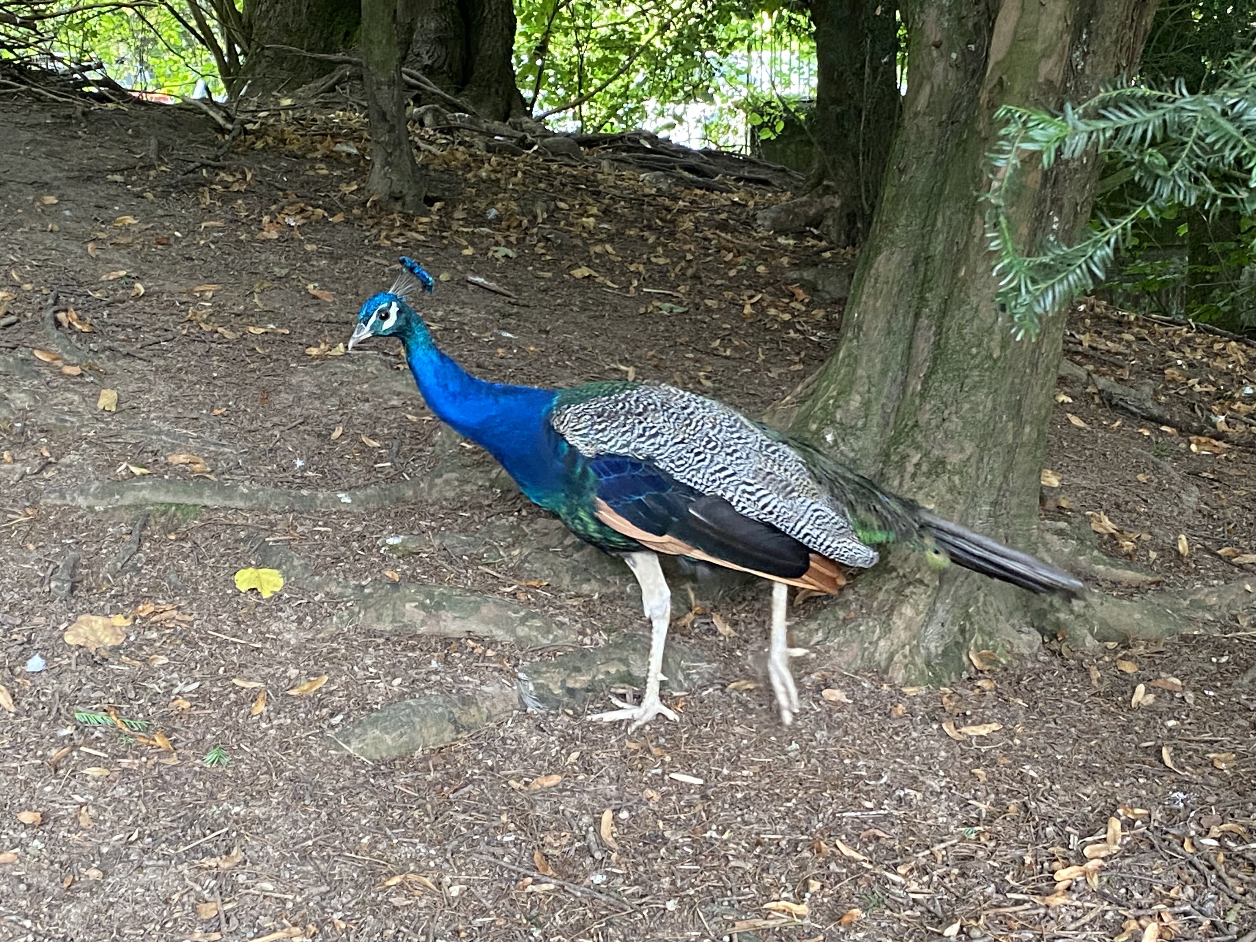 Photo n° 11 de l'avis de Mickael.e fait le 11/08/2023 à 05:54