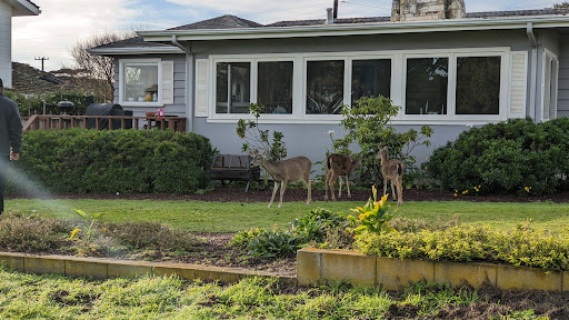 Golf Course «Pacific Grove Golf Links», reviews and photos, 77 Asilomar Ave, Pacific Grove, CA 93950, USA