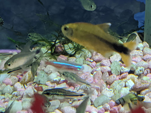 Pet Store «Pet Connection», reviews and photos, 29551 Five Mile Road, Livonia, MI 48154, USA