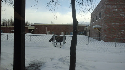 Non-Profit Organization «The Arc of Anchorage», reviews and photos