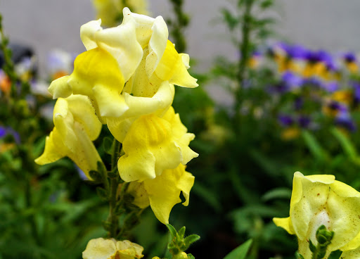 Produce Market «Madison Produce», reviews and photos, 132 E Washington St, Madison, GA 30650, USA