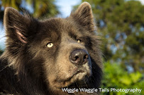 Wiggle Waggle Tails - Photo 4 - Car repair in , Hialeah