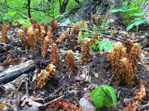 Nature Preserve «Eidolon Nature Preserve», reviews and photos, 2146 Orleans Rd, Great Cacapon, WV 25422, USA