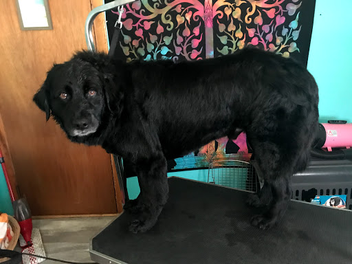 Elegant Elephant Grooming