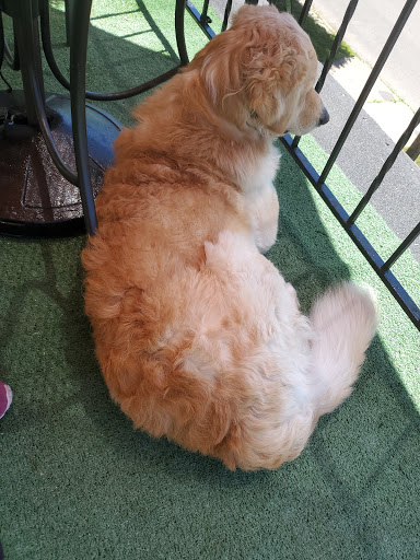 Pet Supply Store «PetSmart», reviews and photos, 2101 Elmwood Ave, Buffalo, NY 14207, USA