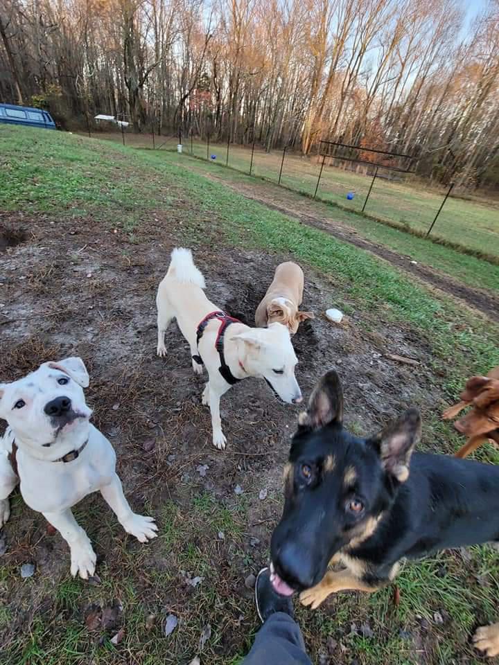 Matt and the Pack Dog Daycare