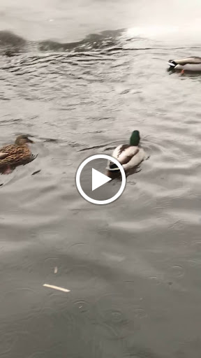 Park «Town of Arlington Menotomy Rocks Park», reviews and photos, 129 Jason St, Arlington, MA 02476, USA