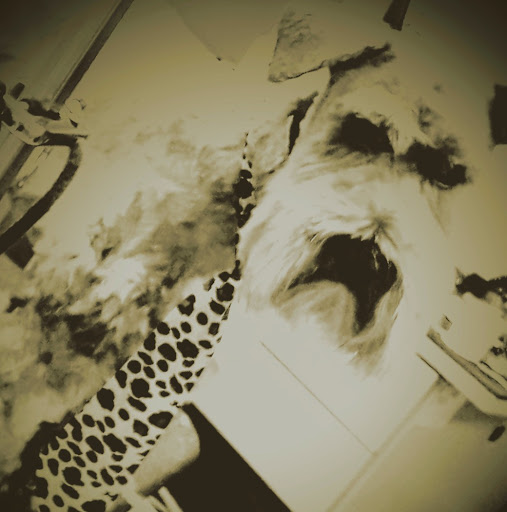 Pet Supply Store «Petco Animal Supplies», reviews and photos, 8700 Preston Rd #105, Plano, TX 75024, USA