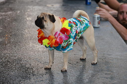 Night Club «The Sausage Castle», reviews and photos, 14200 Corkwood Ln, Astatula, FL 34705, USA