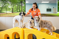 Dogtopia of North Attleboro - Photo 5 - Car repair in North Attleborough, MA, Providence
