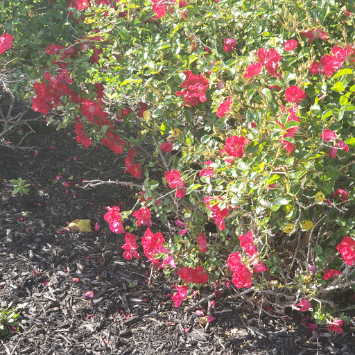 Memorial Park «Alvin P. Williams Memorial Park», reviews and photos, Port Reading Ave, Sewaren, NJ 07077, USA