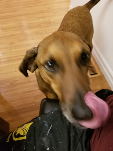 Pet Supply Store «PetSmart», reviews and photos, 145 Witchwood Dr, North Wales, PA 19454, USA