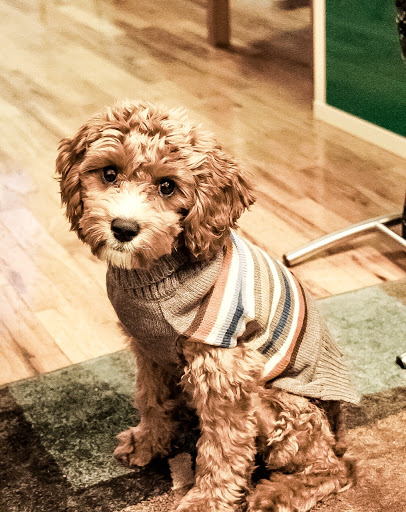 Pet Store «The Puppy Store», reviews and photos, 1163 Merrick Ave, Merrick, NY 11566, USA