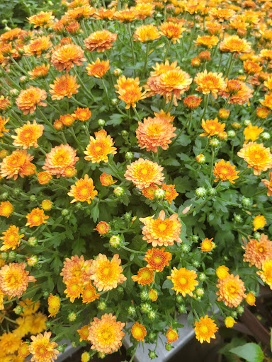 Home Improvement Store «The Home Depot», reviews and photos, 10233 Lakeridge Pkwy, Ashland, VA 23005, USA