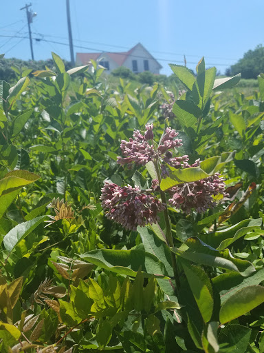 Nature Preserve «Johnson Field Preserve at Mackerel Cove», reviews and photos, 25 Abner Point Rd, Bailey Island, ME 04003, USA