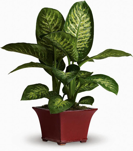 Florist «Flower Corner», reviews and photos, 2501 W Holcombe Blvd, Houston, TX 77030, USA