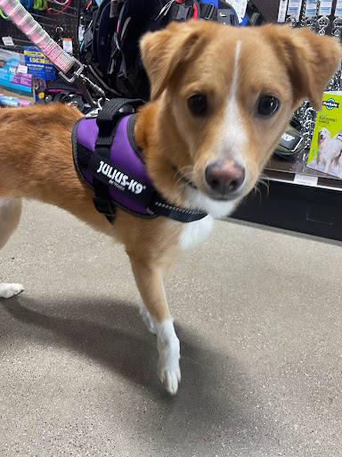 Pet Store «Premier Pet Supply», reviews and photos, 47810 Grand River Ave, Novi, MI 48374, USA