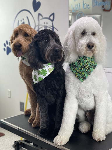 Bonnie Lynn's Dog & Cat Grooming