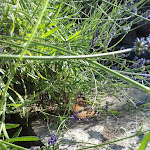 Photo n°4 de l'avis de R. fait le 29/06/2019 à 14:38 sur le  B&B I Lecci - Affittacamere à Lerici