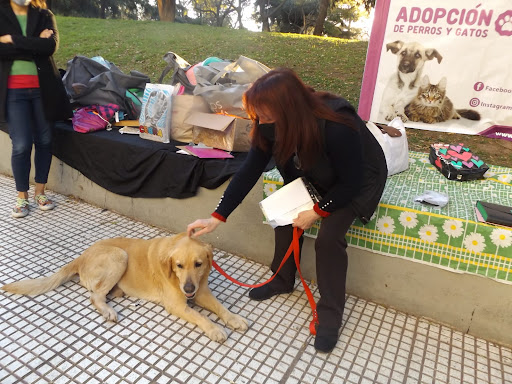 Mascotas en Adopción Argentina