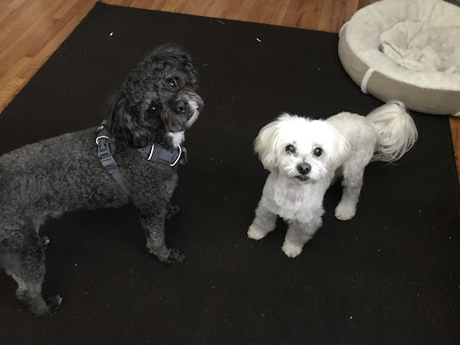Covina Animal Hospital image