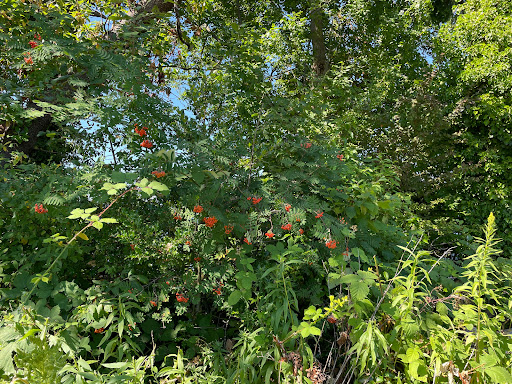 Park «Heritage Park», reviews and photos, 111 Waverly Way, Kirkland, WA 98033, USA