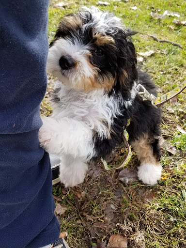 Pet Supply Store «Stately Pet Supply», reviews and photos, 515 S State St, Clarks Summit, PA 18411, USA