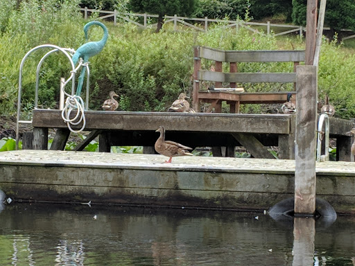 Park «Ferguson Park», reviews and photos, 1330 Ferguson Park Rd, Snohomish, WA 98290, USA