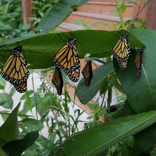 Museum «Pilcher Park Nature Center», reviews and photos, 2501 Highland Park Dr, Joliet, IL 60432, USA