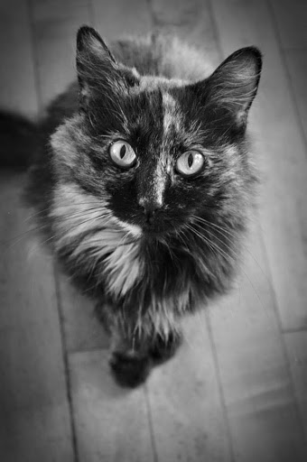 Pet Store «Pets of Portage», reviews and photos, 2219 W Wisconsin St, Portage, WI 53901, USA