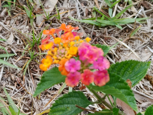 Park «Boca Ciega Millennium Park», reviews and photos, 12410 74th Ave N, Seminole, FL 33772, USA