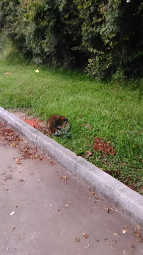 Discount Store «Dollar General», reviews and photos, 14354 Airline Hwy, Gonzales, LA 70737, USA