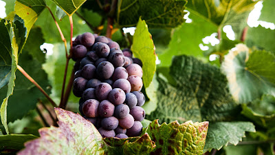 Domaine du Clos Moreau - Pascal Massenot & Fils à Saint-Martin-sous-Montaigu