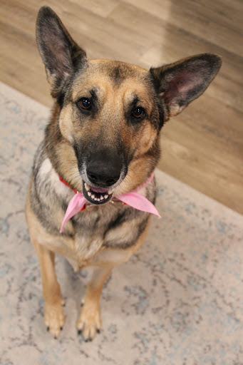 Pet Store «Firehouse Pet Shop & Grooming», reviews and photos, 17 S Wenatchee Ave, Wenatchee, WA 98801, USA