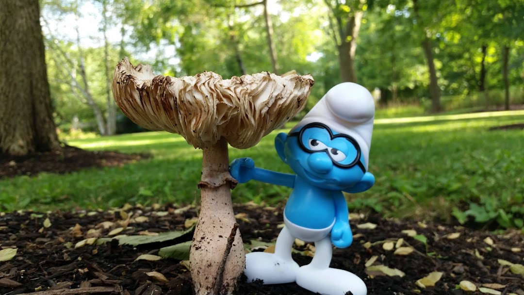 Sandholm Woods