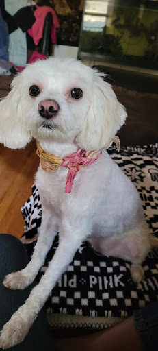 Pet Store «Animal Kingdom», reviews and photos, 436 Main St, East Orange, NJ 07018, USA