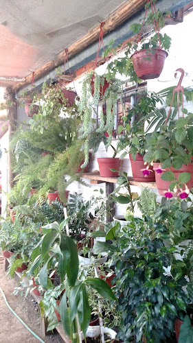 Opiniones de Jardín Las Natalias en Pichidegua - Centro de jardinería