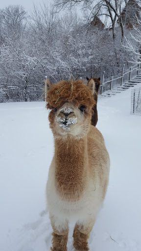 Boutique «Alpacas of the Heartland LLC», reviews and photos, 7016 County Rd 39, Fort Calhoun, NE 68023, USA