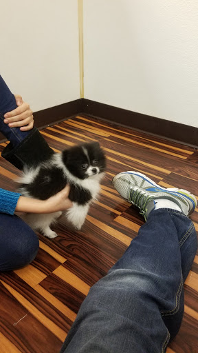 Pet Store «Furry Babies Inc», reviews and photos, 3340 Mall Loop Dr, Joliet, IL 60431, USA