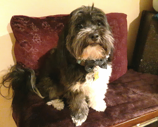 Pet Supply Store «Petco Animal Supplies», reviews and photos, 2210 N Eagle Rd, Meridian, ID 83646, USA