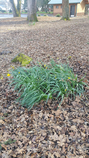 Park «Shadywood Park», reviews and photos, 535 NE 24th Ave, Hillsboro, OR 97124, USA