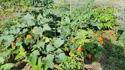 Jardins partagés du petit marais à Monsures