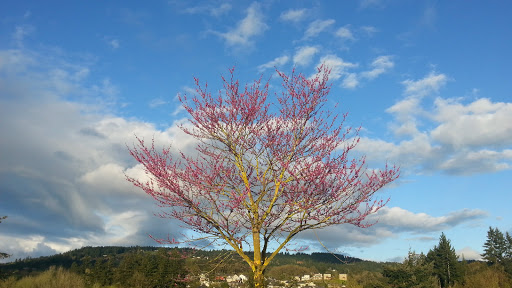 Golf Course «Chehalem Glenn Golf Course», reviews and photos, 4501 E Fernwood Rd, Newberg, OR 97132, USA