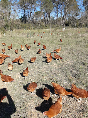 La ferme les cocottes d'Elo à Camps-la-Source