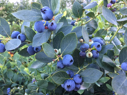 The Blueberry Farm