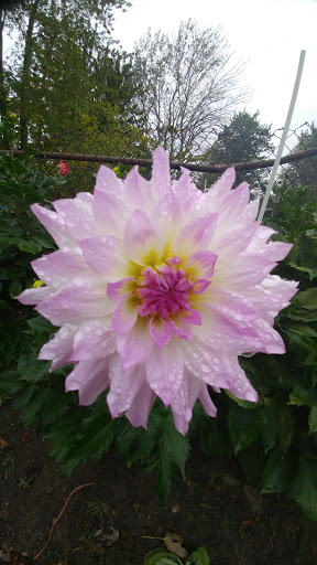 Florist «Generations Floral Art and Artisans», reviews and photos, 23051 E Main St, Armada, MI 48005, USA